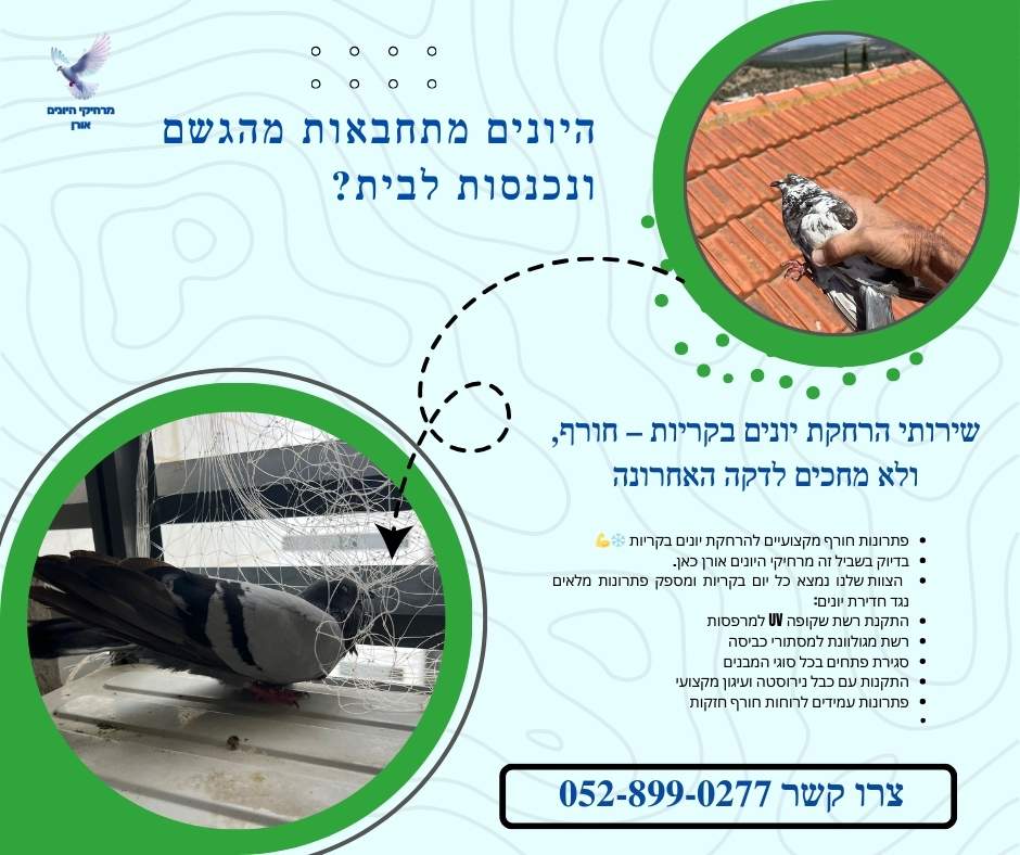 היונים מתחבאות מהגשם ונכנסות לבית