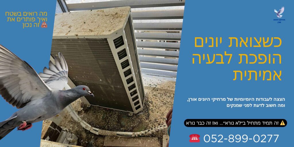 כשצואת יונים הופכת לבעיה אמיתית