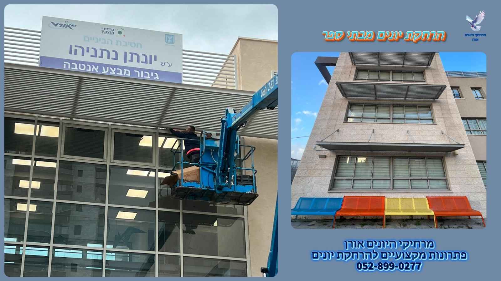 הרחקת יונים מבתי ספר
