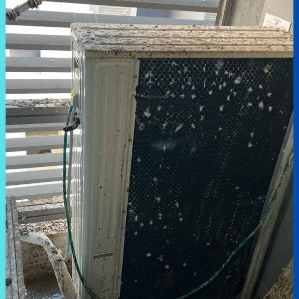 צואת יונים במסתור כביסה בקרית ים